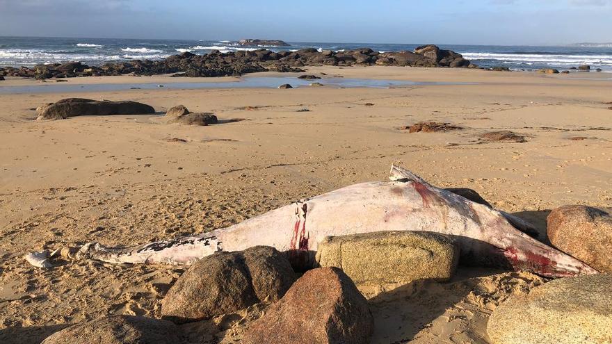 Otra ballena muerta en A Lanzada