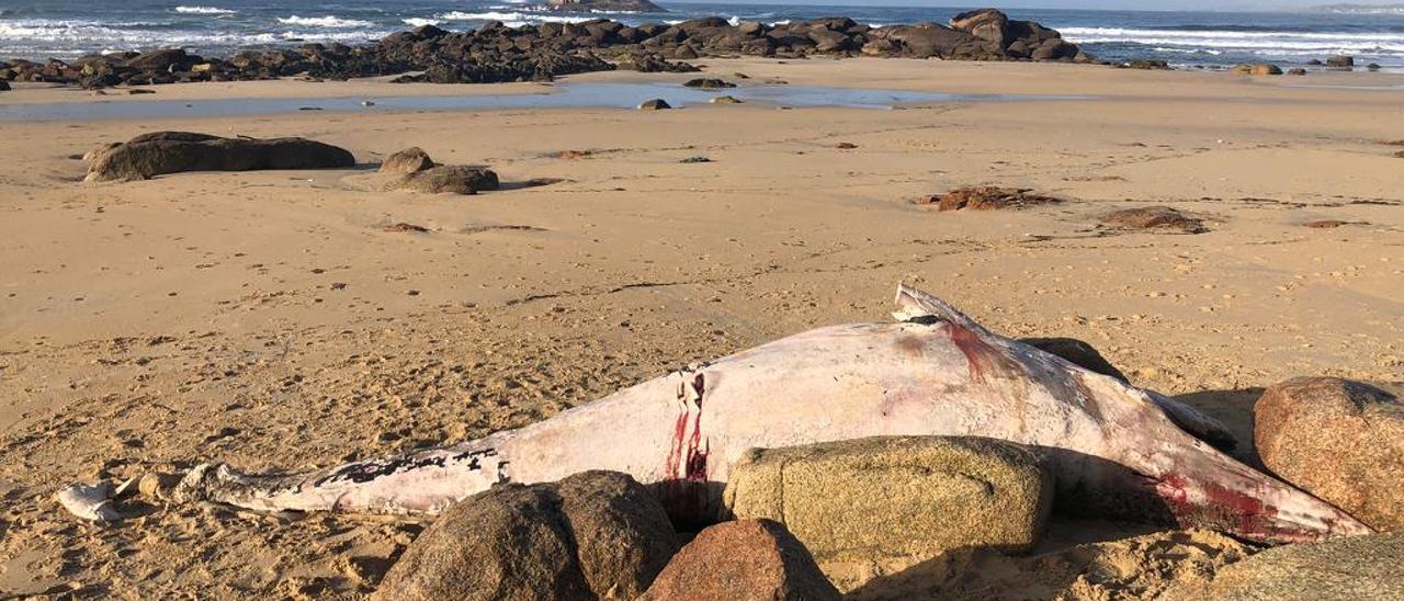 Los restos de la ballena empujados por el temporal a la playa de A Lanzada.