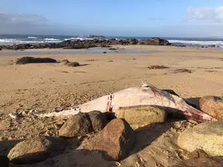 Otra ballena muerta en A Lanzada