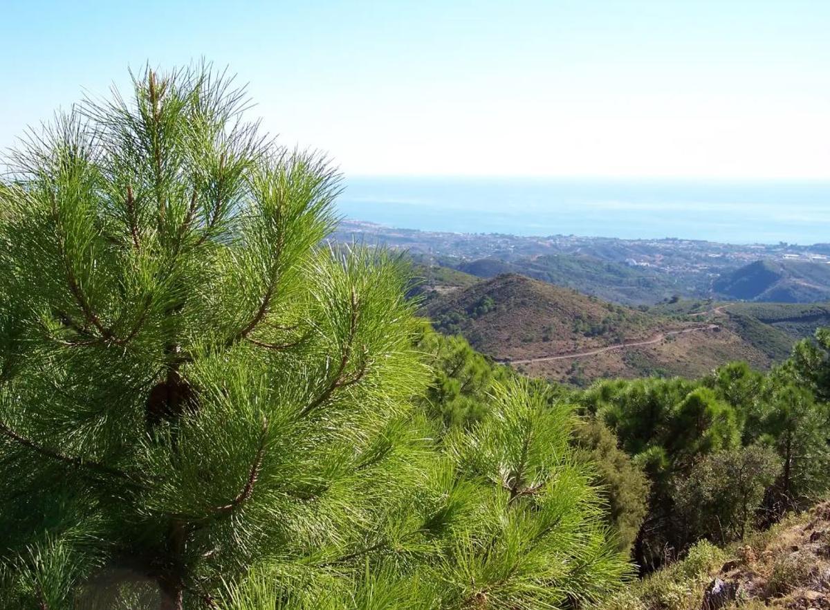 Paraje Natural de los Reales de Sierra Bermeja