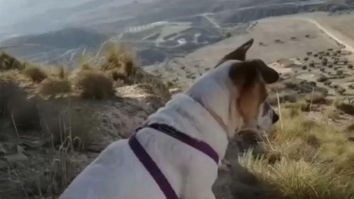 Agredeix una dona i mata a puntades de peu i cops la seva gossa a Múrcia
