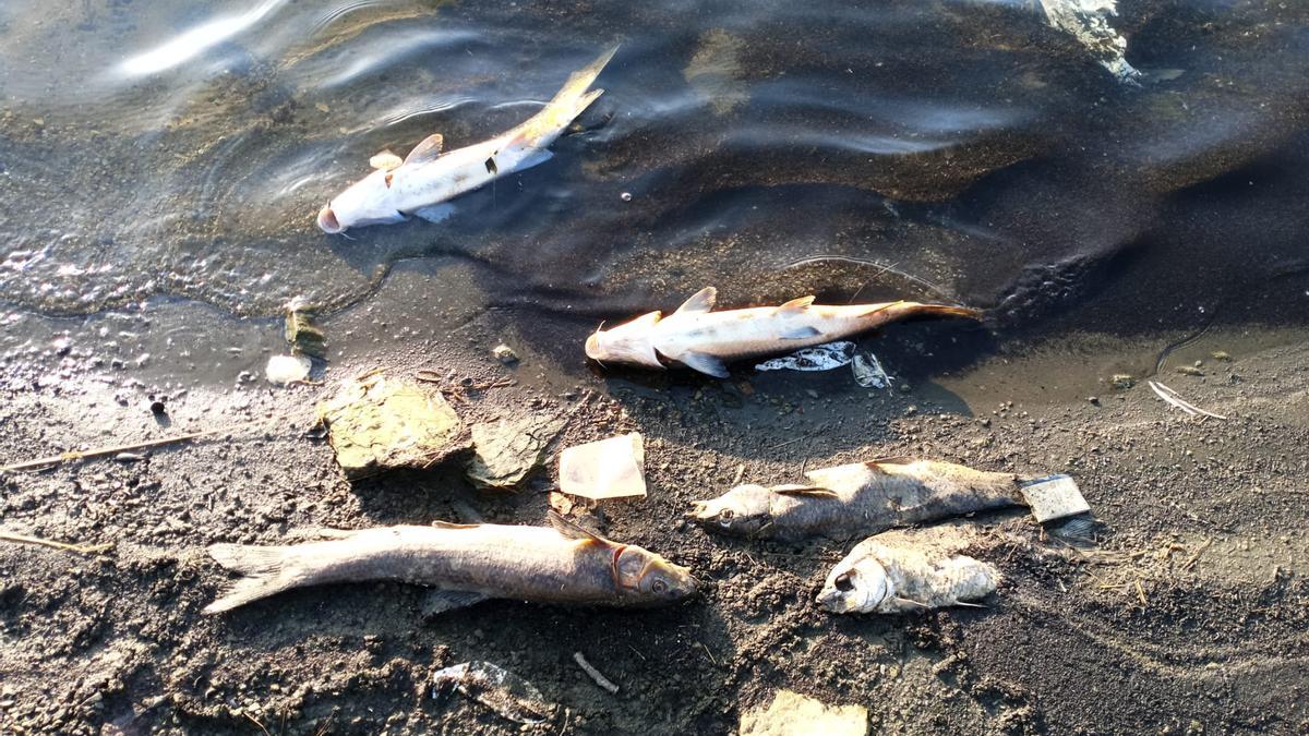 Peces muertos en las orillas del pantano de Tentudía.