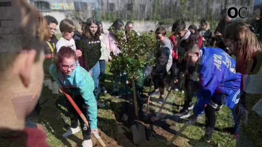 Un acebo hembra conmemora el 40 aniversario del instituto de Elviña