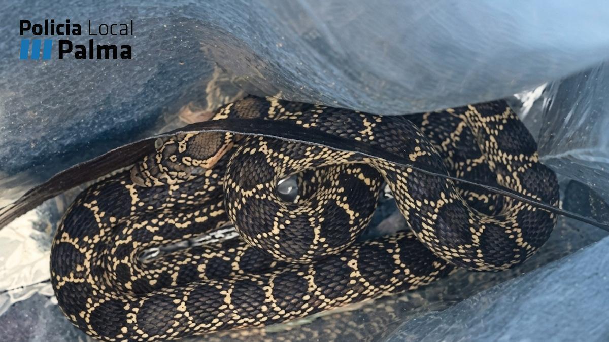La serpiente, tras ser capturada.