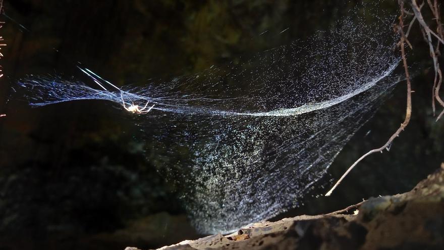 Europe's Longest Cave Unearths Unique Species, Ancient History