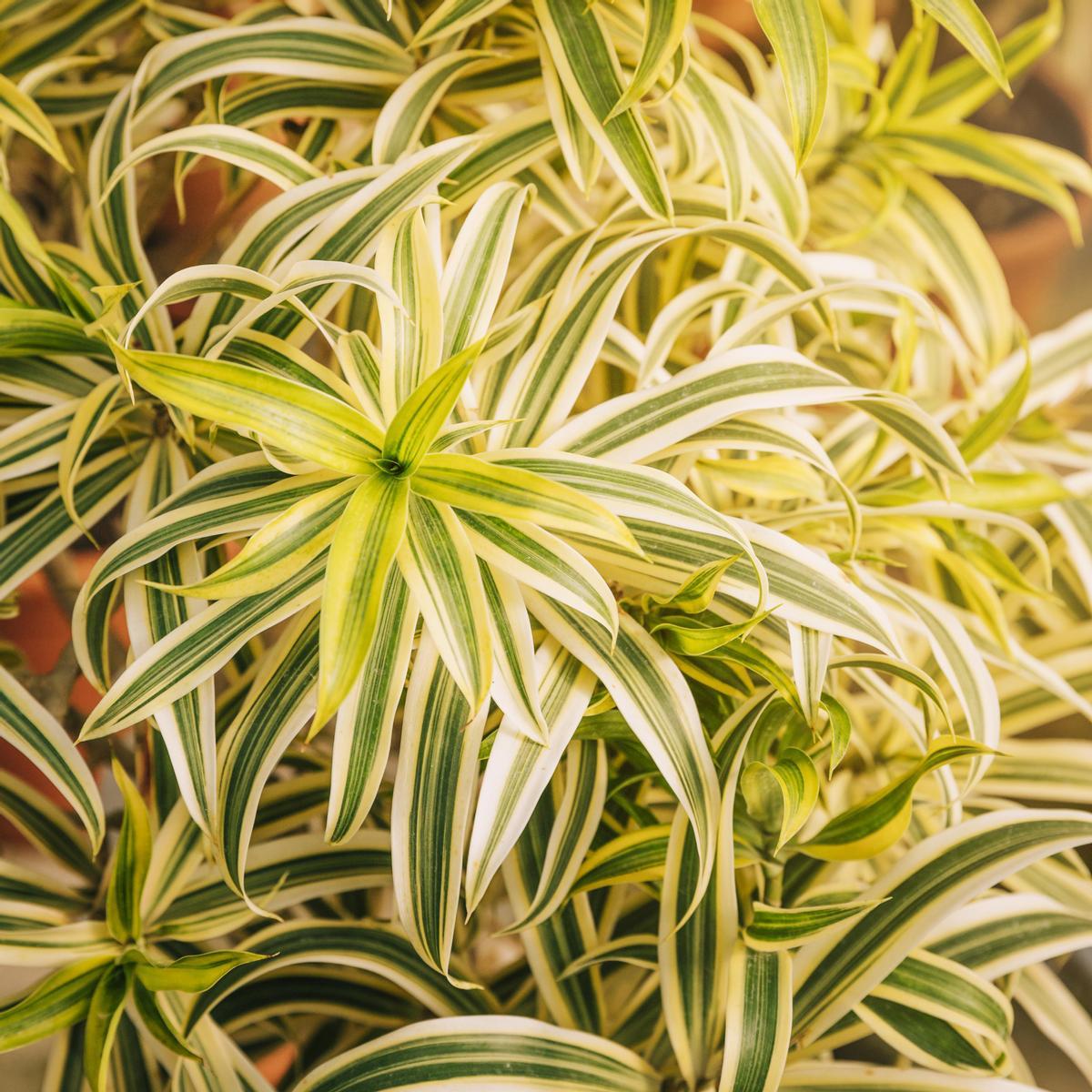 Las cintas son una de las plantas colgantes más populares