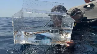 Vídeo de Catsharks liberando 10 tiburones frente a las costas de Barcelona