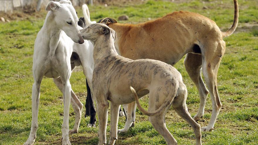 Nace la Federación Nacional de Protección de Perros utilizados para la caza