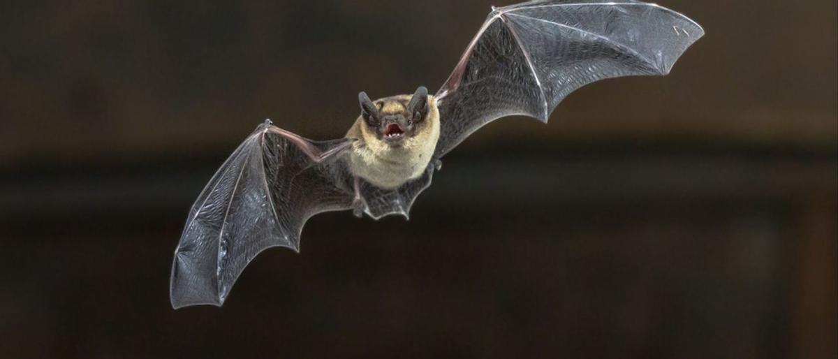 Imagen de un ejemplar de murciélago. Imagen de un ejemplar de murciélago.