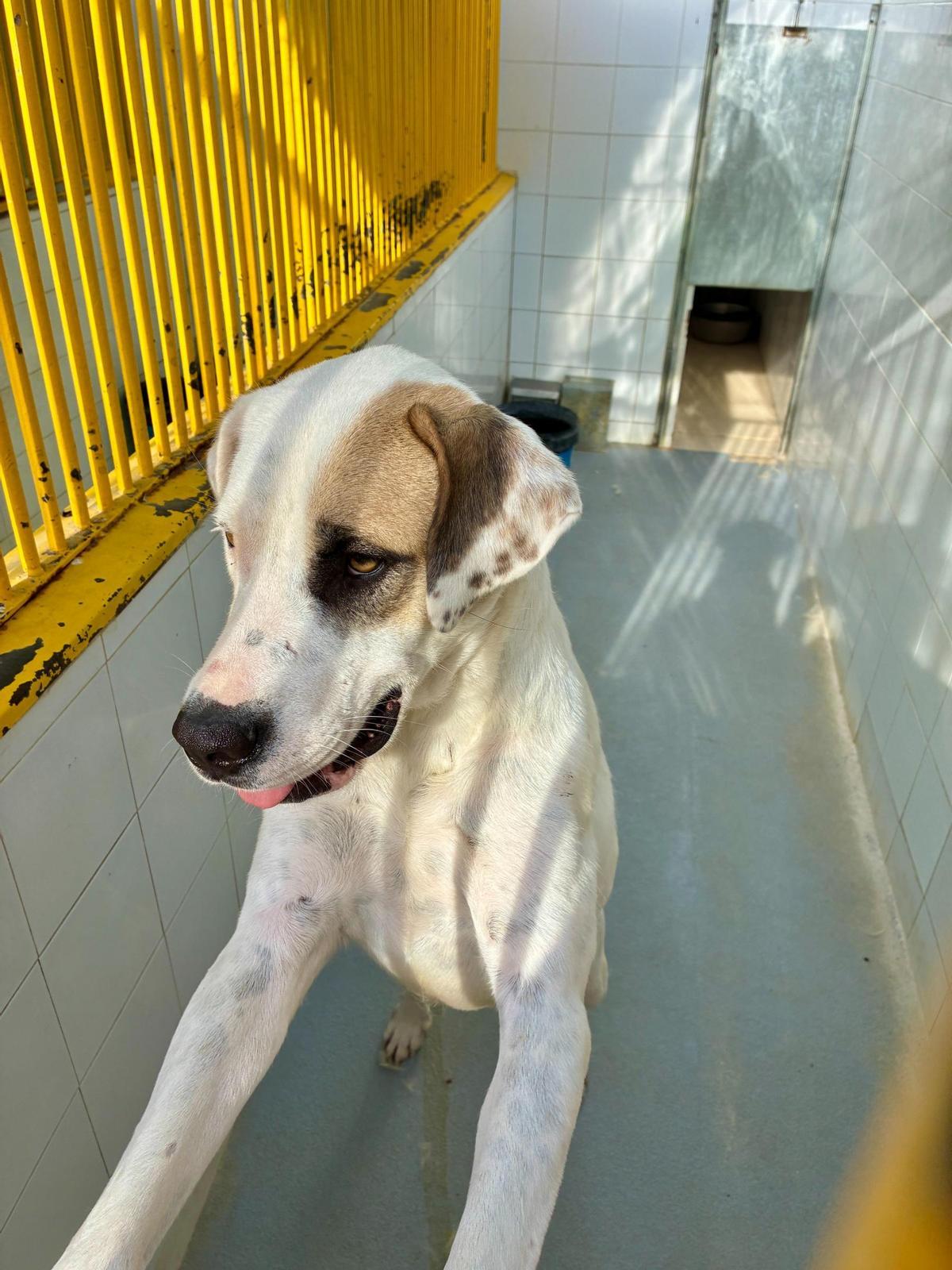 Uno de los perros que vive en el Centro de Protección Animal de Badajoz.