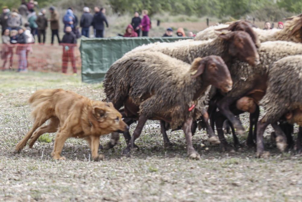 «Concurs de Gossos de Ramat» de Agres.