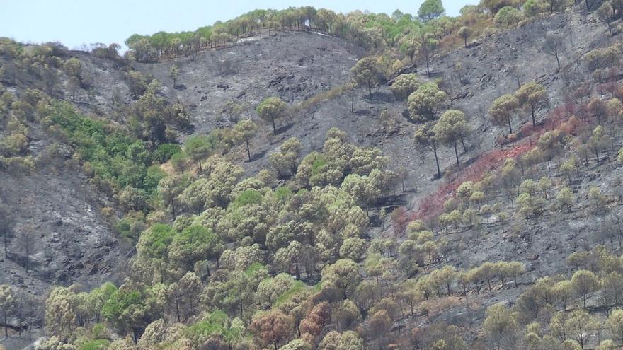 Los grandes incendios forestales