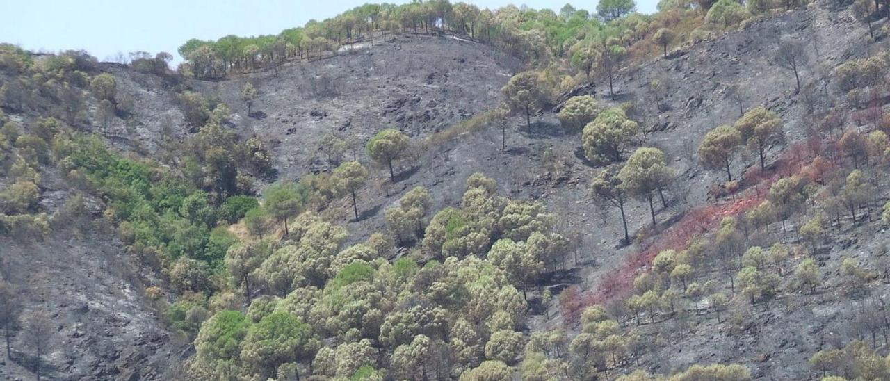 Monte quemado por el fuego en la provincia de Córdoba.