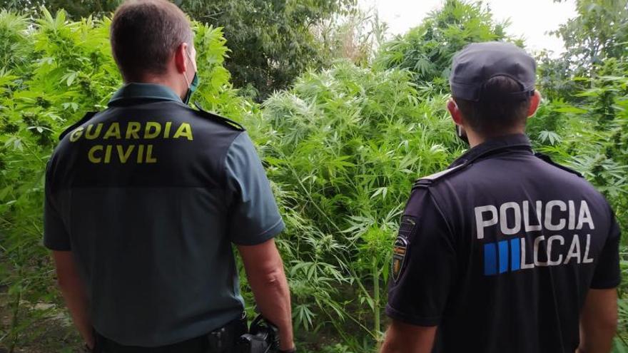 La Guardia Civil interviene en Lloret veinte plantas de marihuana de gran tamaño