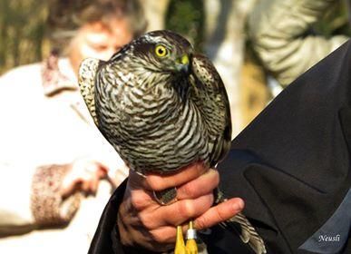 Festival de les Aus