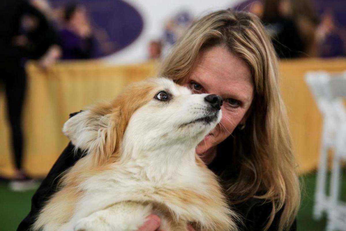 El Westminster Kennel Club, un dels shows de gossos de raça més importants del món
