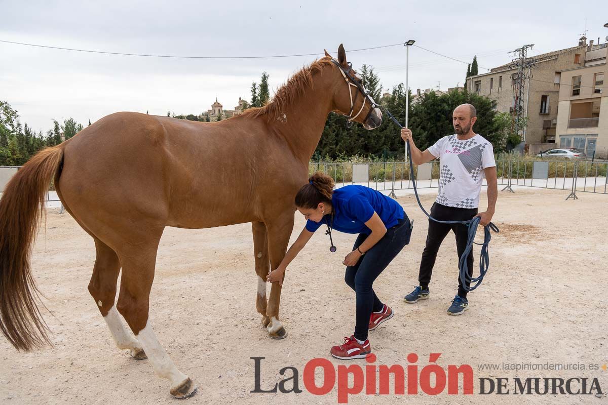 Control veterinario de los Caballos del Vino en Caravaca