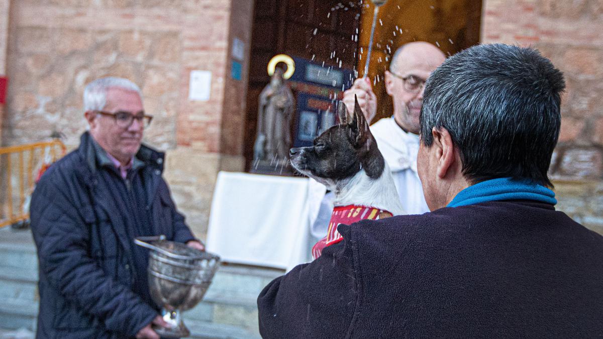 Bendición de San Antón en Torrevieja