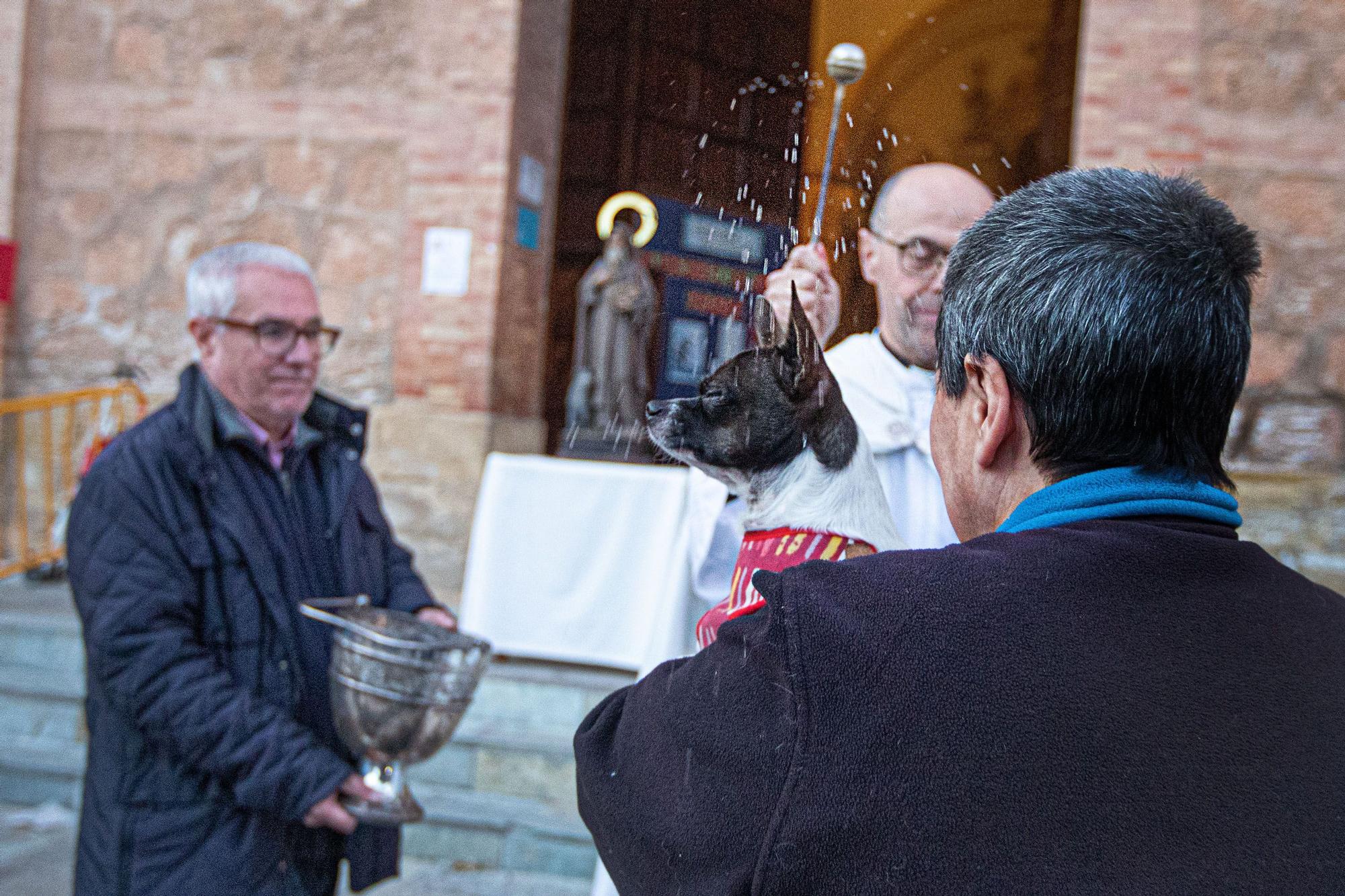 Bendición de San Antón en Torrevieja