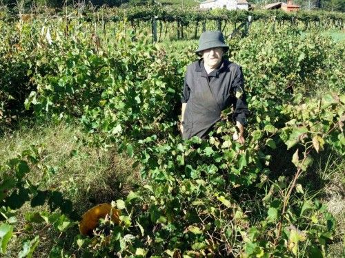 Arranca la vendimia en las Rías Baixas