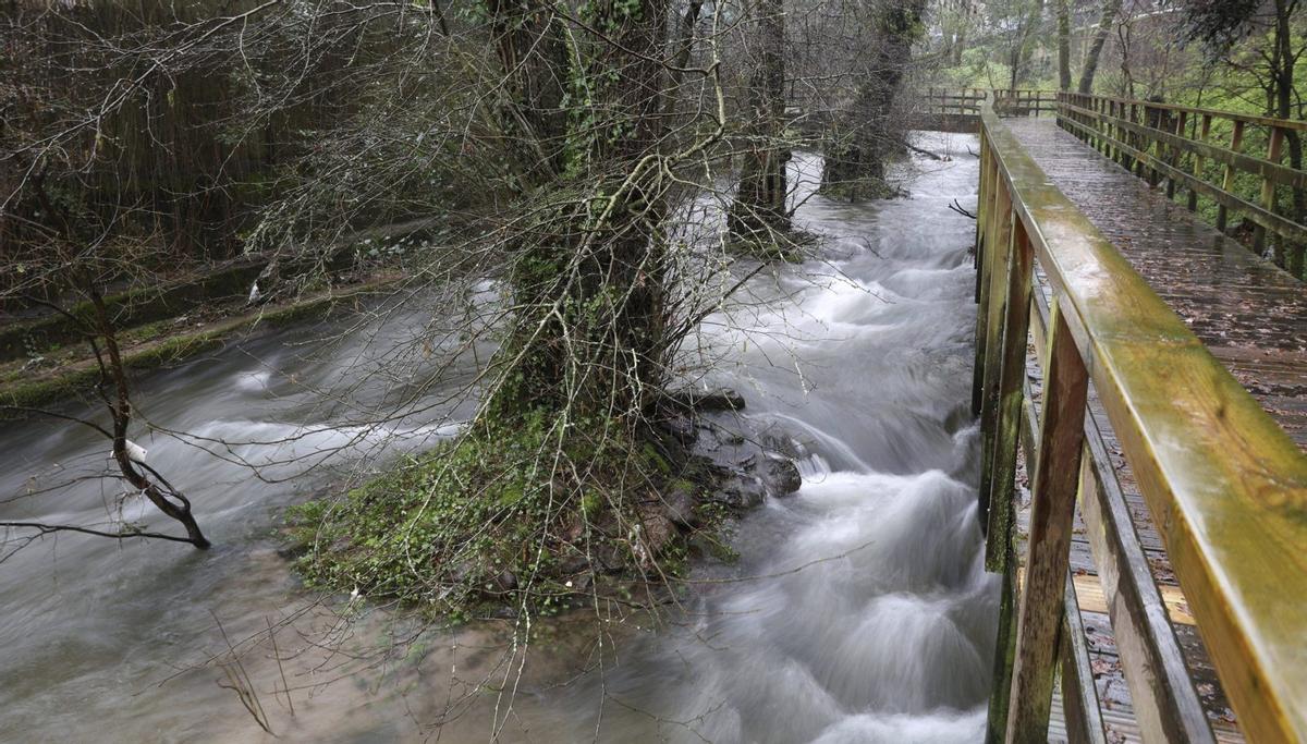 Tres ejemplares de ameneiro , especie enamorada del agua, en el pleno cauce del río Gafos en su tramo urbano.