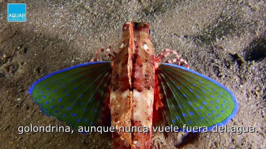 El pez rubio, el gran desconocido y más hermoso del Mediterráneo
