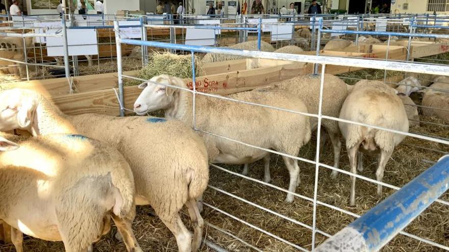 Aragón aprueba la orden de ayudas para los agricultores jóvenes y la modernización de las explotaciones agrarias