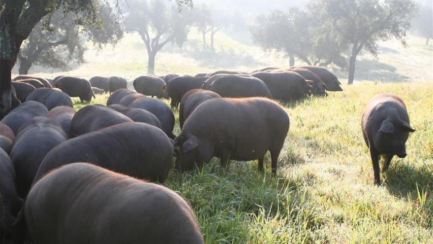 La Dehesa de Extremadura sacrificó 16.338 cerdos ibéricos 100% de bellota
