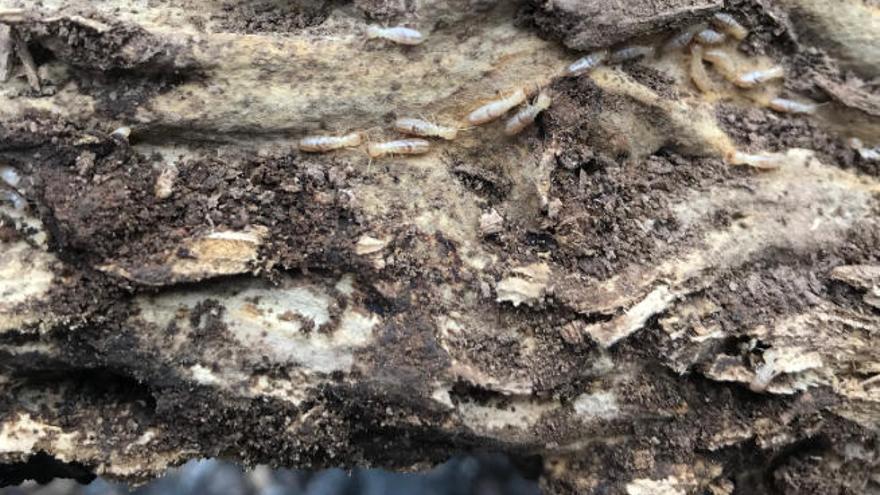 Termitas subterráneas &#039;Reticulitermes flavipes&#039; en un trozo de madera en el municipio de Tacoronte.
