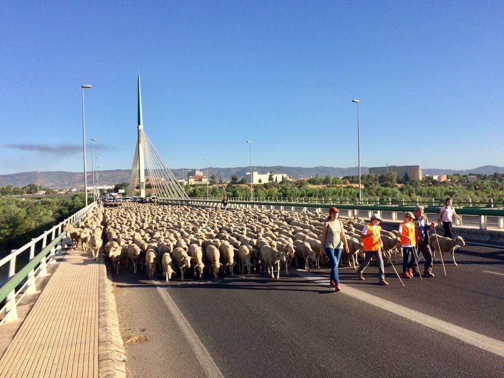 La trashumancia, aún viva a su paso por Córdoba