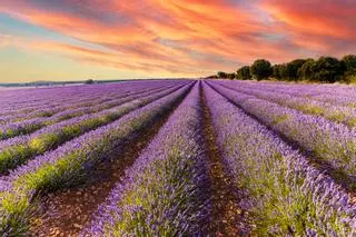 "La Provenza española", mil hectáreas que se tiñen de violeta