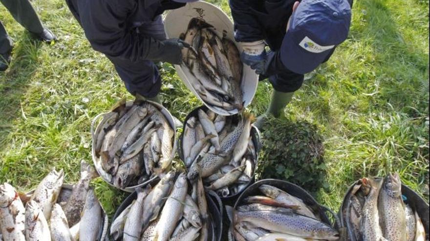 Operarios de Medio Ambiente retiran los peces muertos aparecidos en el embalse de Fervenza el pasado mes de noviembre.