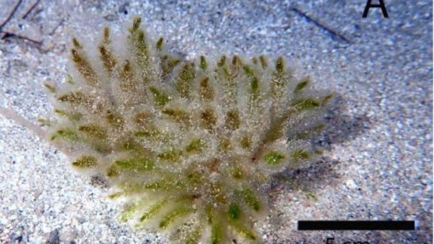 Aumenta la presencia en la costa de Formentera de un alga procedente del Golfo de México