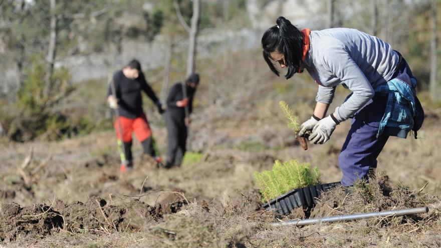 Reforestación en un monte de Cerdedo-Cotobade.