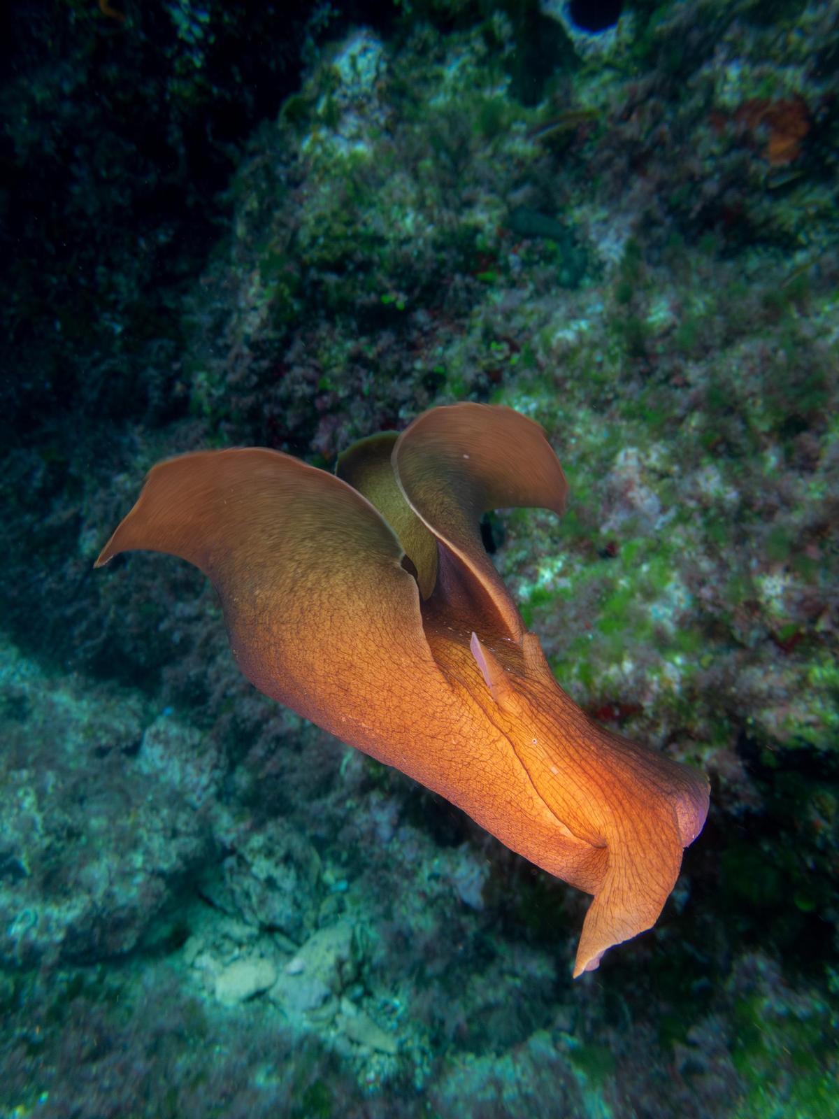 LIebre de mar en el islote de na Gorra (ses Blades)