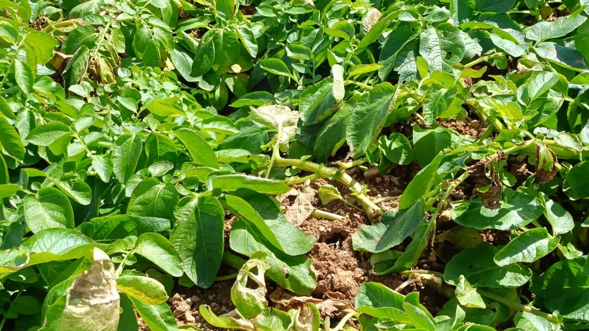 VÍDEO | El mildiu amenaza a las plantaciones de patata de sa Pobla