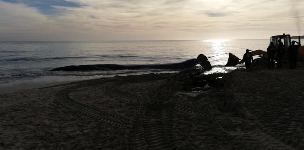 Una ballena muere en la playa de Cala Millor