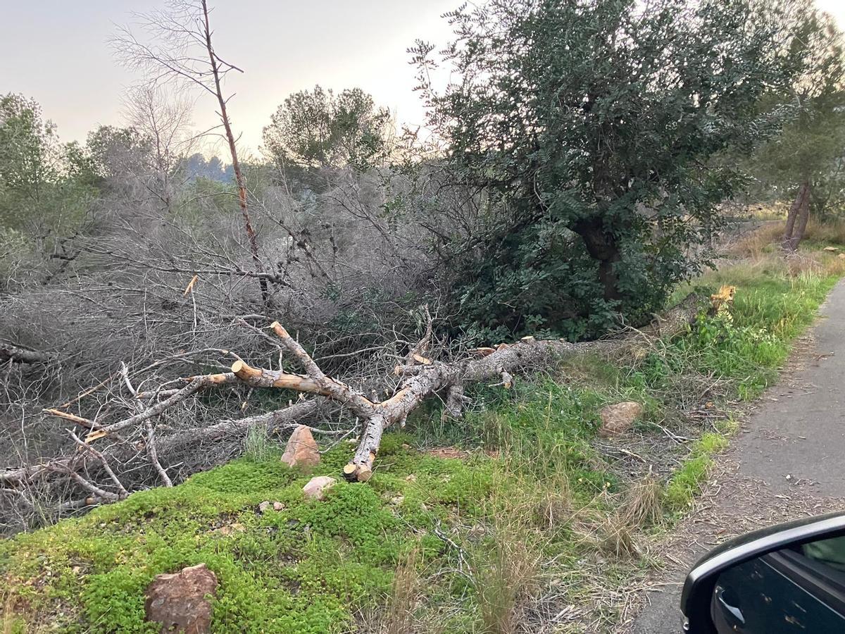 Uno de los árboles caídos apunto de invadir la carretera.