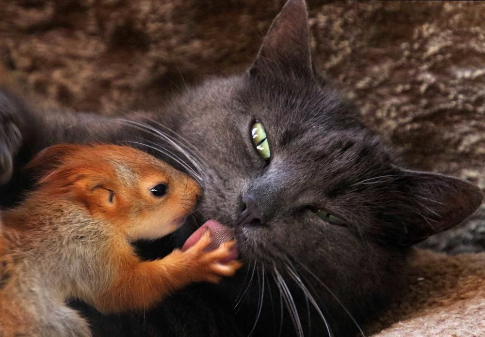 CRIMEA-ANIMALS/CAT-SQUIRRELS