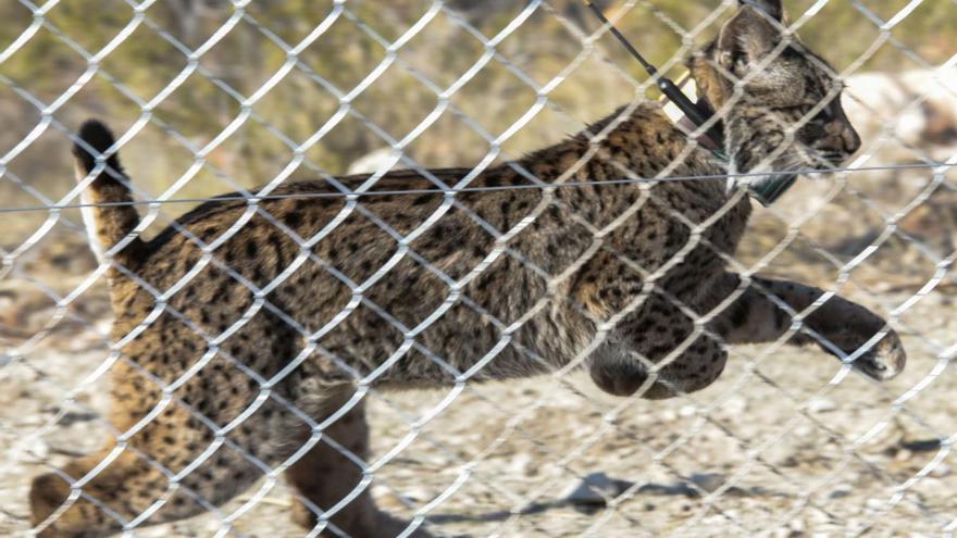 Los ecologistas piden más garantías para proteger al lince ibérico