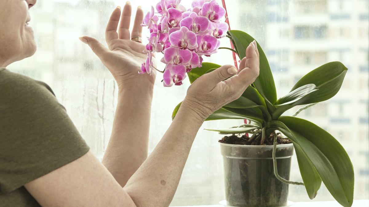 Cómo regar una orquídea en maceta? El secreto de los expertos que debes  conocer