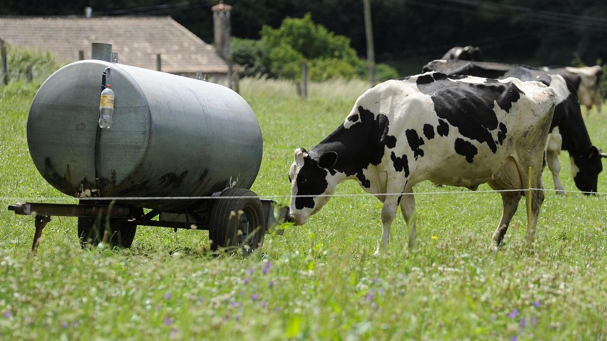 Vacas pastan en una explotación de Silleda.