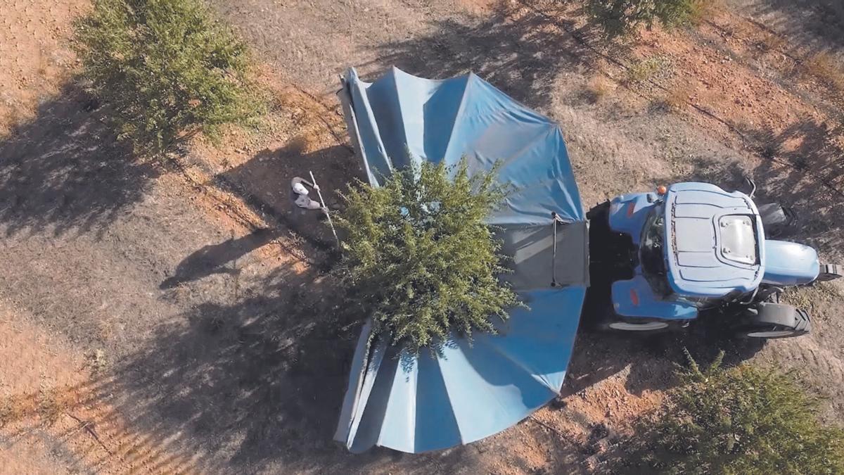 Trabajos de recogida de la almendra en agosto pasado.