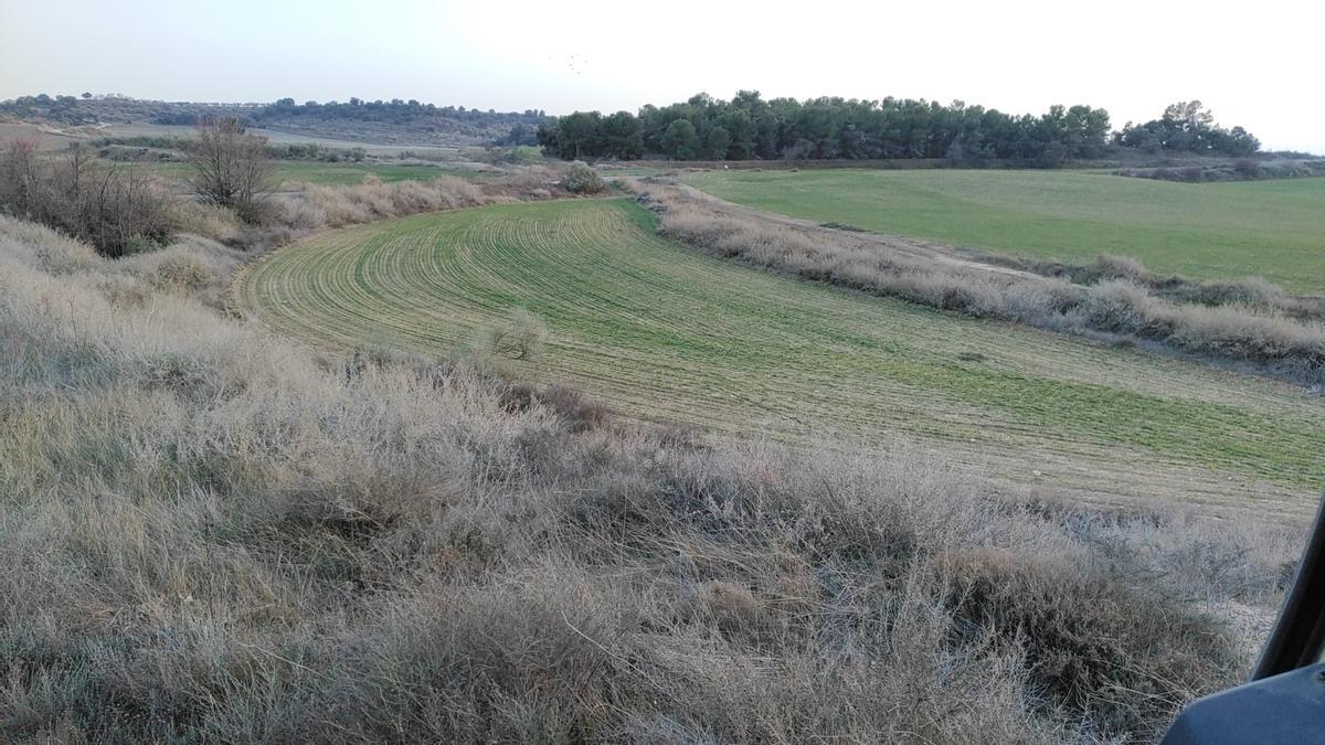 Campos de cereal en Monegros, ayer.