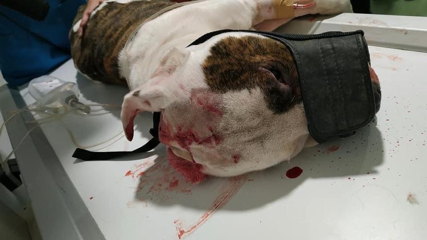 Rescatado del Guadalquivir un perro con graves daños por maltrato en Palma del Río