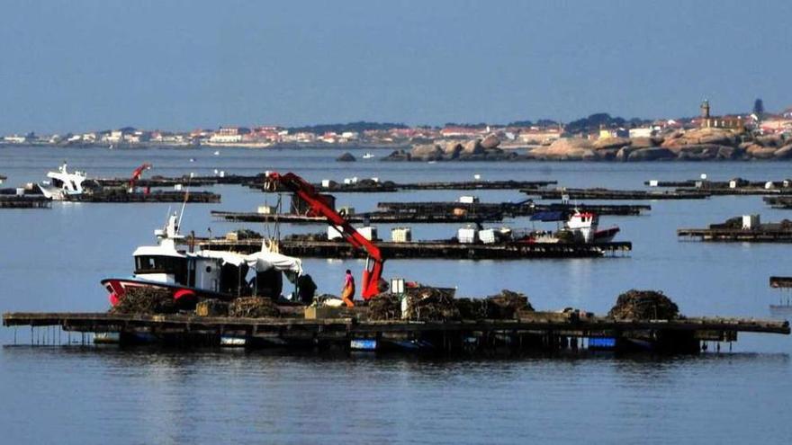 Un operario trabaja en una batea de mejillón en una ría gallega.