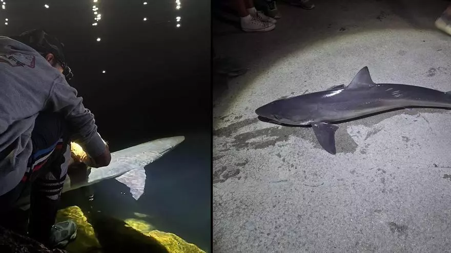 Dos jóvenes pescadores capturan y devuelven al mar dos tiburones cazón en la playa de El Arbeyal en Gijón