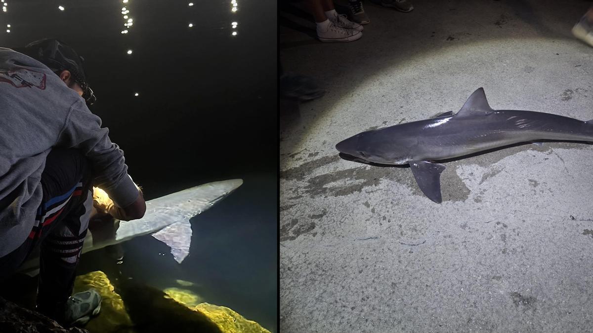Dos jóvenes pescadores capturan y devuelven al mar dos tiburones cazón en la playa de El Arbeyal en Gijón
