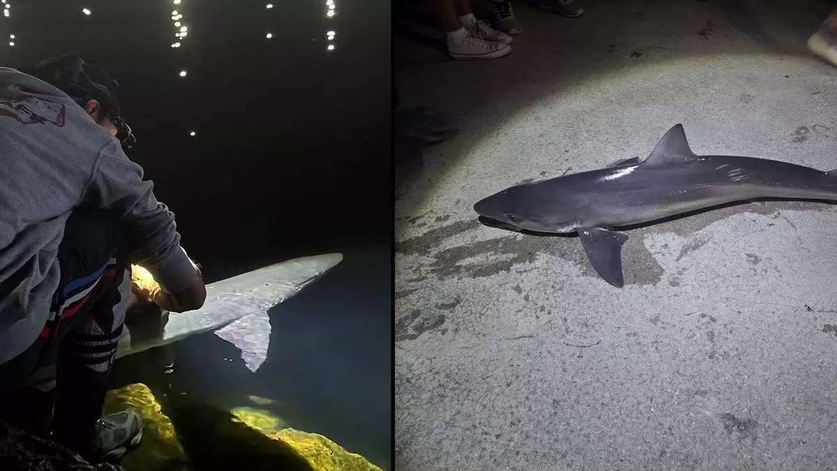 Dos jóvenes pescadores capturan y devuelven al mar dos tiburones cazón en la playa de El Arbeyal