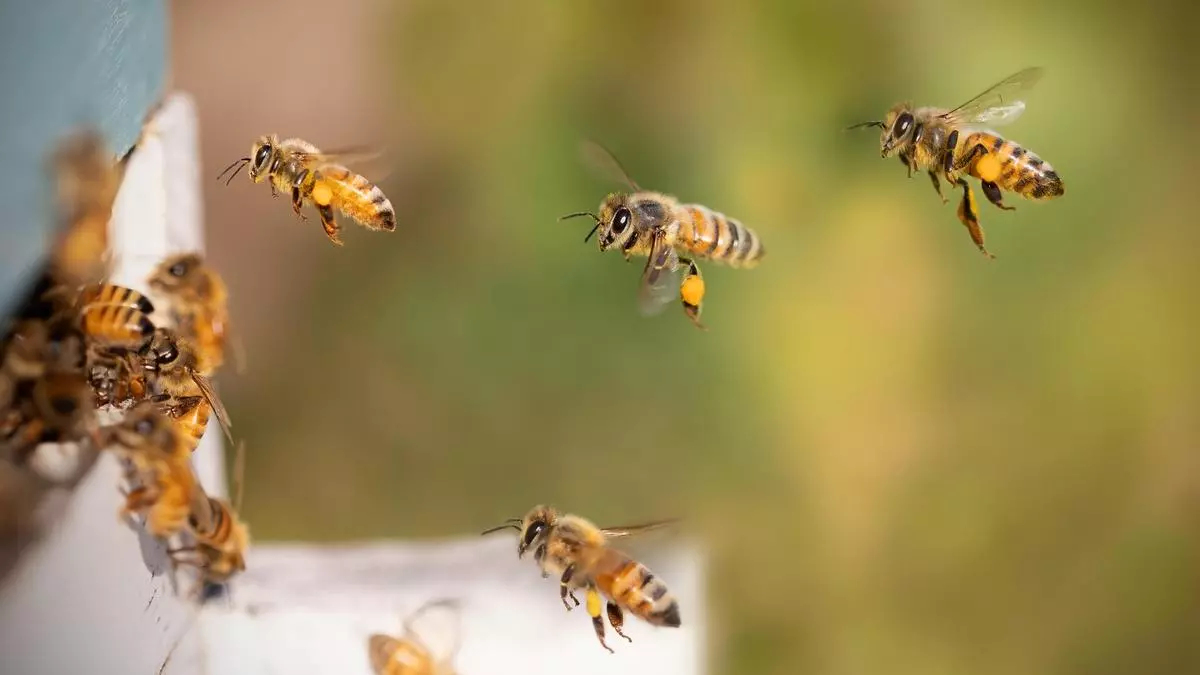 Las zonas con alto uso agrícola aumentan la supervivencia de las abejas, según un estudio
